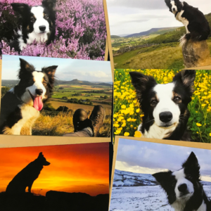 All Seasons 'Adventures of Meg' cards (6 pack)